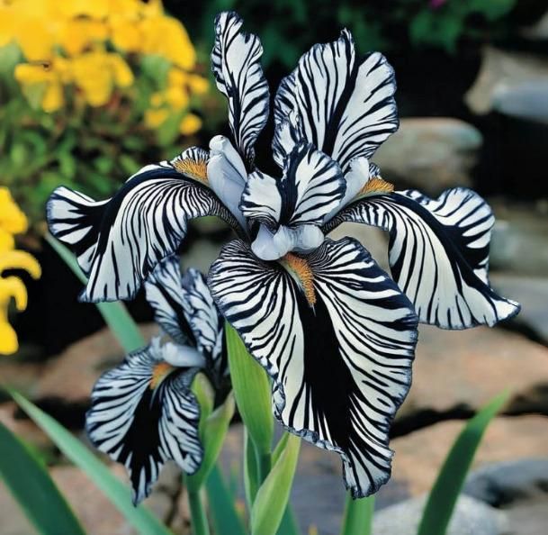 2 Bulbs Rare Tall Iris Seeds